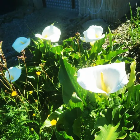 Maison Terra Nova Panzió *