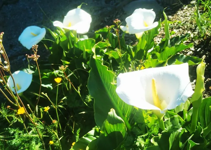 Maison Terra Nova Bed & Breakfast *